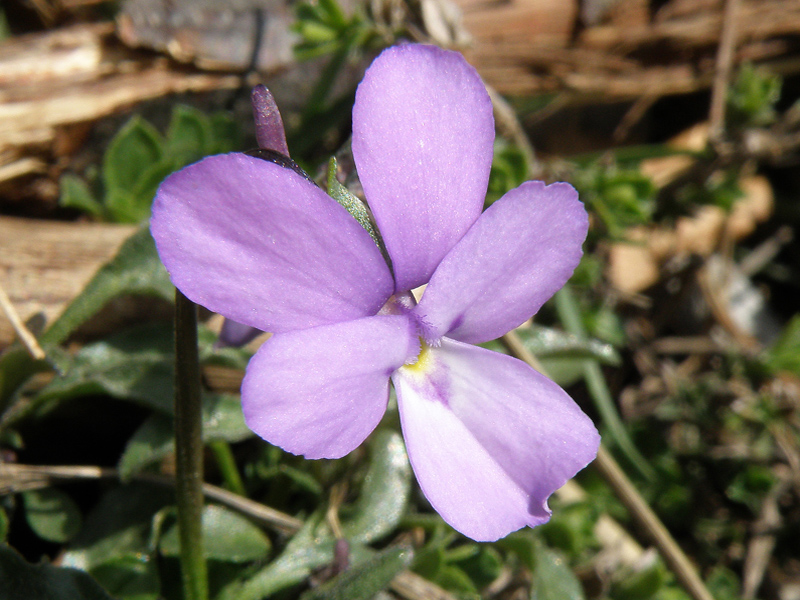 Viola valderia / Viola di Valdieri